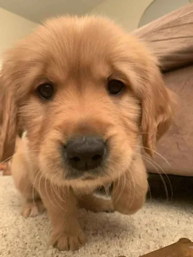 Filhote Golden Retriever, A felicidade tem quatro patas e está esperando por você!
