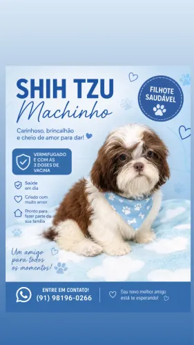 Shih tzu branco e chocolate 