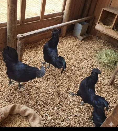 Galo Ayam Cemani