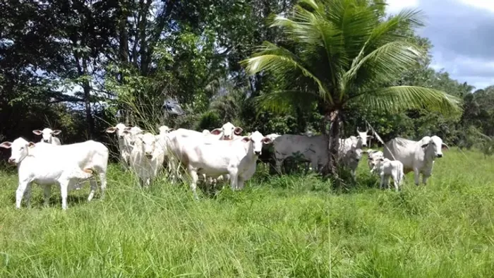 500 hectares em garrafão fazenda pronta por 2.8 milhões documentada