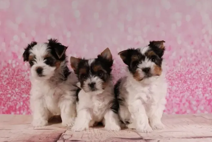 Biewer terrier macho micro tricolor com pedigree!!