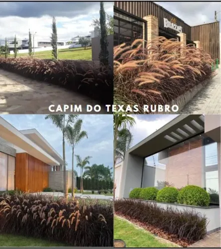 Mudas de Capim do Texas Rubro 