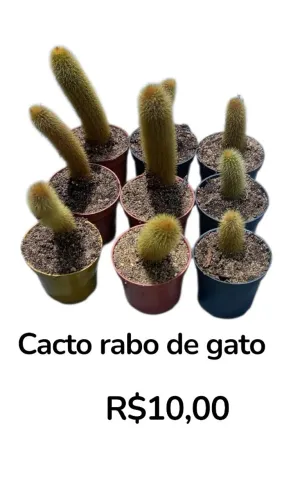 Cacto rabo de gato (Promoção)