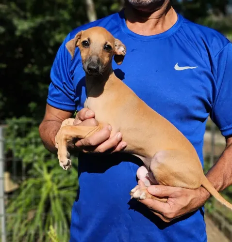 Galgo Italiano Macho - Pedigree CBKC