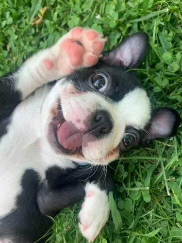 Filhotes de Boston Terrier à venda! ?