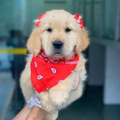 Golden Retriever- fêmea linda e robusta com 51 dias de  vida- Dani