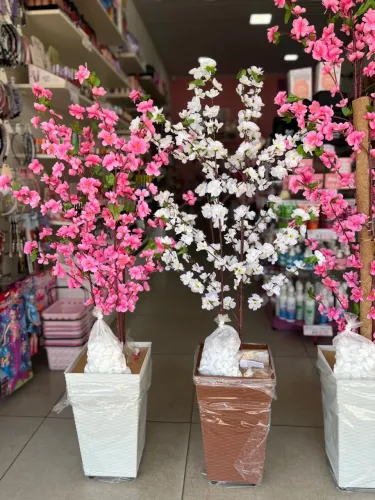Planta decorativa cerejeira
