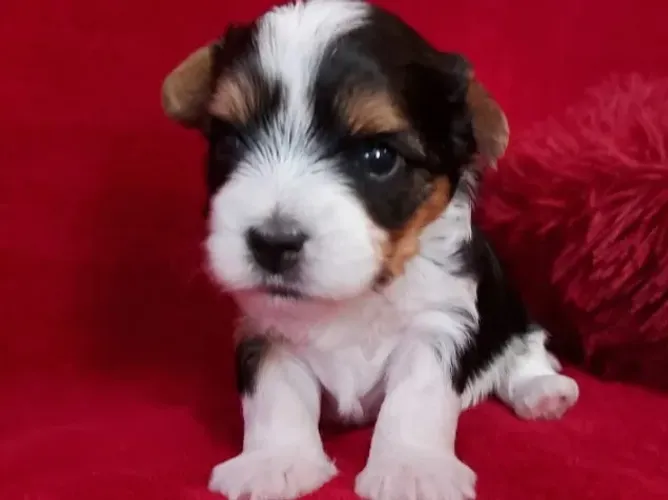 Biewer Yorkshire Terrier com pedigree ? só filhotes selecionados!