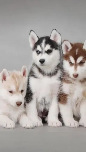 Filhote de Husky Siberiano, macho e femeas