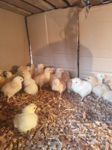 60 pintinhos postura mixto