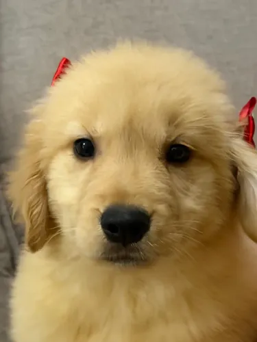 Golden Retriever americano muito peludo e robusto de alta qualidade