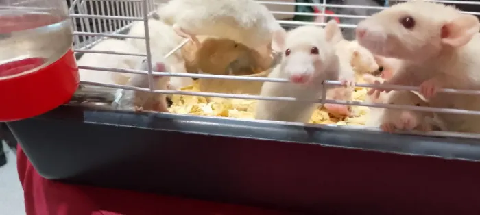 rato Dumbo manso