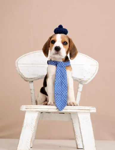 BEAGLE PERFEITO