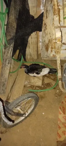 Vendo pata 