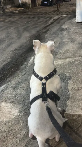 Cachorro de estimação