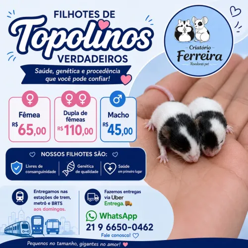 Camundongos/ Topolinos verdadeiros 