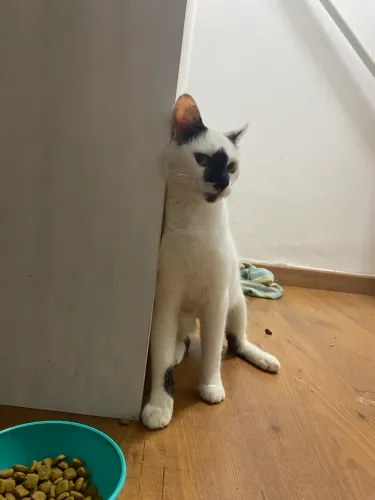 Gatinha para adoção 