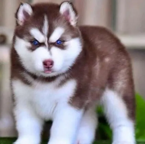 Husky siberiano com PEDIGREE registrado pelagem wolly já vacinados e vermífugados 3vezes 