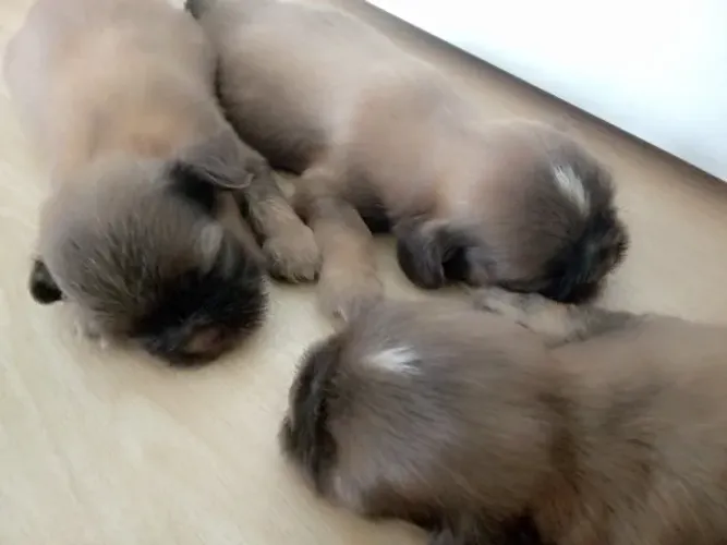 Shih Tzu 