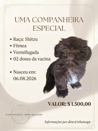 Cachorrinha Shih-tzu chocolate 