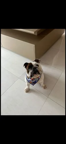 Buldogue ingles para cruza