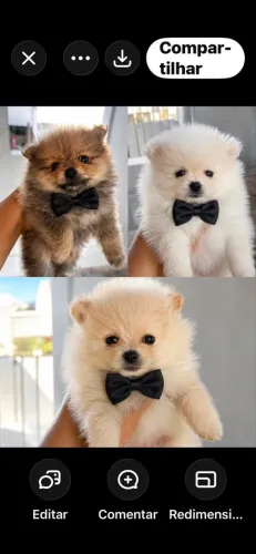 Filhotes Spitz Alemão