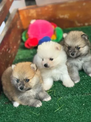 Filhotes Lulu Da Pomerânia Anão Pedigree E Vacinados V10 Importada