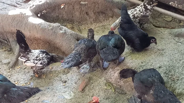 Pato do mato