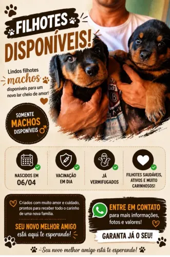 Venda de filhotes de rottweiler
