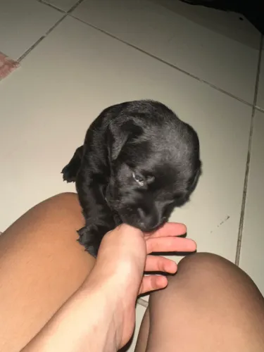 Filhote de labrador
