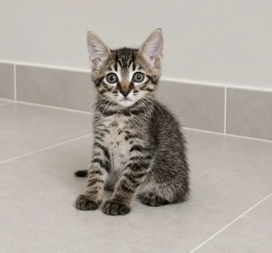 DOAÇÃO DE FILHOTES DE GATINHOS MESTIÇOS 