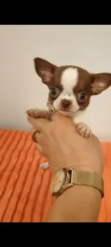 Chihuahua fêmea pelo curto