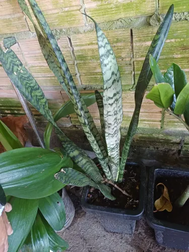 Plantas e mudas de Espada-de-São-Jorge no Vaso