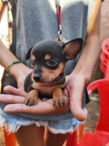 animais 