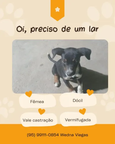 Cachorrinha em busca de um lar