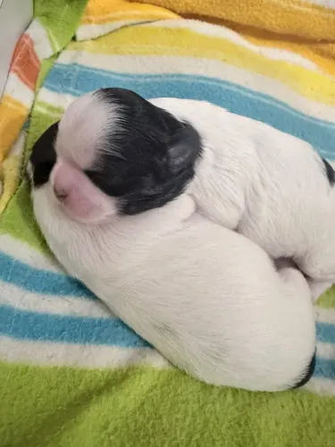 Shith-tzu