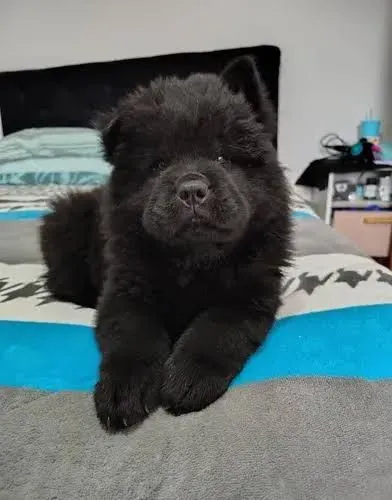 Doa-se Chow-Chow femea