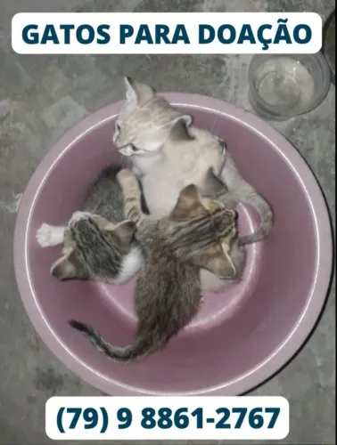 Gatos com 36 dias para adoção