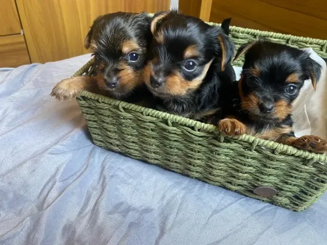 Lindos filhotes de yorkshire machos e fêmeas últimas unidades disponíveis