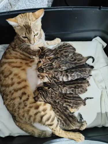 Gato Bengal 