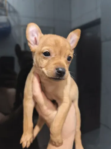 Pinscher macho