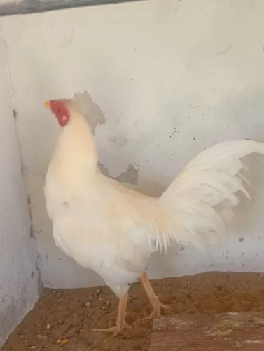 Frango bankiva