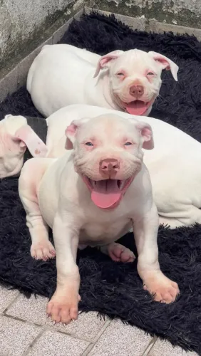 Filhote de american bully ( oportunidade )