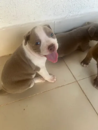 Cachorro Pit Bull
