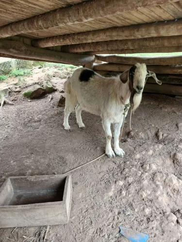 Cabrito a venda