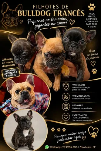 Buldogue francês 