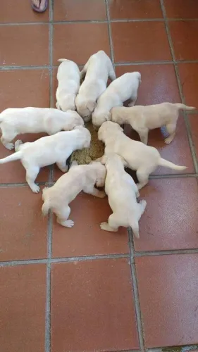 LABRADOR 