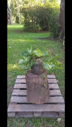 Trepadeira Singnônio 