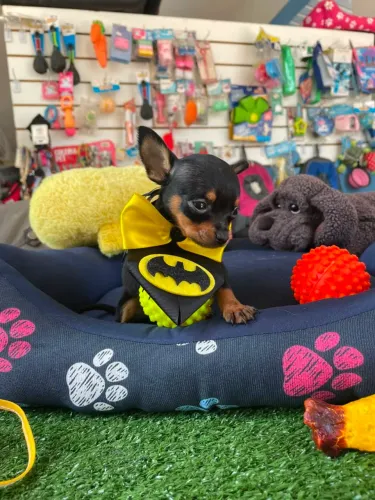 Pinscher miniatura macho