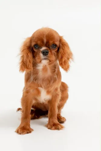 Fêmea Cavalier King Charles Spaniel filhote cor Rubi